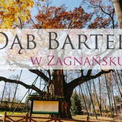 Dąb Bartek w Zagnańsku, majestatyczne drzewo w jesiennej szacie, otoczone drewnianym ogrodzeniem i tablicami informacyjnymi.