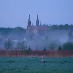 Mglisty poranek w Krynkach. Bocian na łące, w oddali kościół. To jedne z wielu atrakcji Krynki.