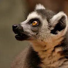 Lemur z niesamowitym okiem, jakby opowiadał o swoich przygodach w najlepszym zoo w Polsce.
