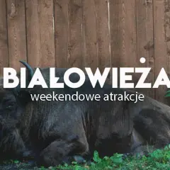 Białowieża atrakcje turystyczne, które zaskoczą każdego turystę