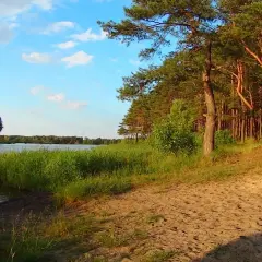 Sielpia jezioro otoczone lasem sosnowym i piaszczystą plażą. Woda spokojna, niebo błękitne z białymi chmurami.