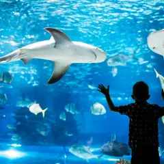 Chłopiec z zachwytem obserwuje rekina i płaszczki w Oceanarium Gdańsk. Niezapomniane atrakcje dla całej rodziny.