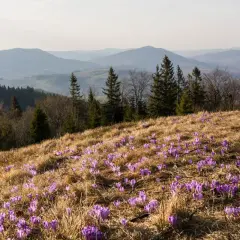 Wiosna na Turbaczu. Fioletowe krokusy kwitną na zboczu, a w tle widać łagodne pasma górskie. Idealne miejsce na wędrówkę szlakiem.