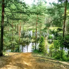 Leśne jezioro, dawna kopalnia bibiela, otoczone sosnami i zielenią. Woda odbija drzewa, tworząc malowniczy krajobraz.