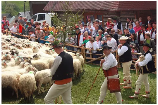 Redyk owiec zgromadził tłum widzów. Górale w tradycyjnych strojach pilnują stadka.