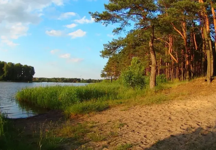 Sielpia jezioro otoczone lasem sosnowym i piaszczystą plażą. Woda spokojna, niebo błękitne z białymi chmurami.