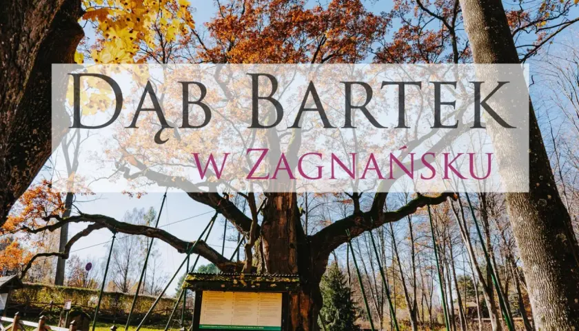 Dąb Bartek w Zagnańsku, majestatyczne drzewo w jesiennej szacie, otoczone drewnianym ogrodzeniem i tablicami informacyjnymi.