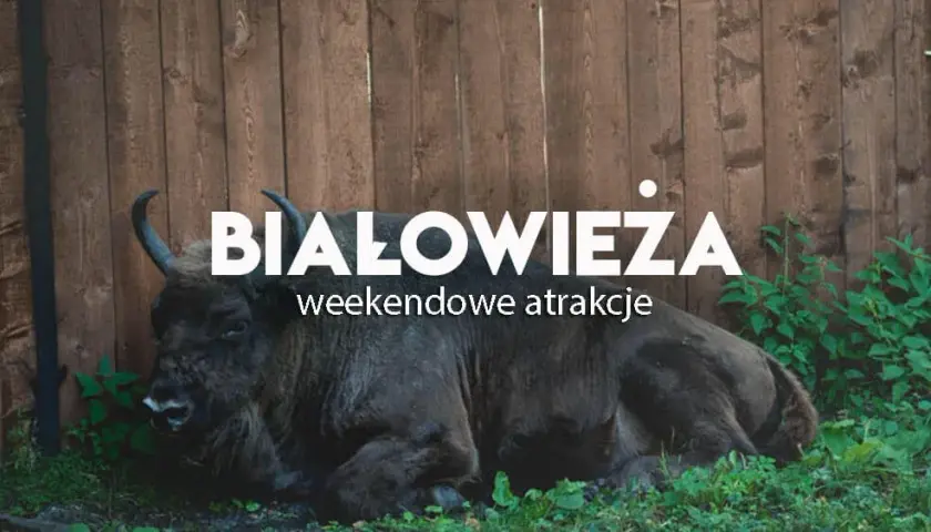 Białowieża atrakcje turystyczne, które zaskoczą każdego turystę