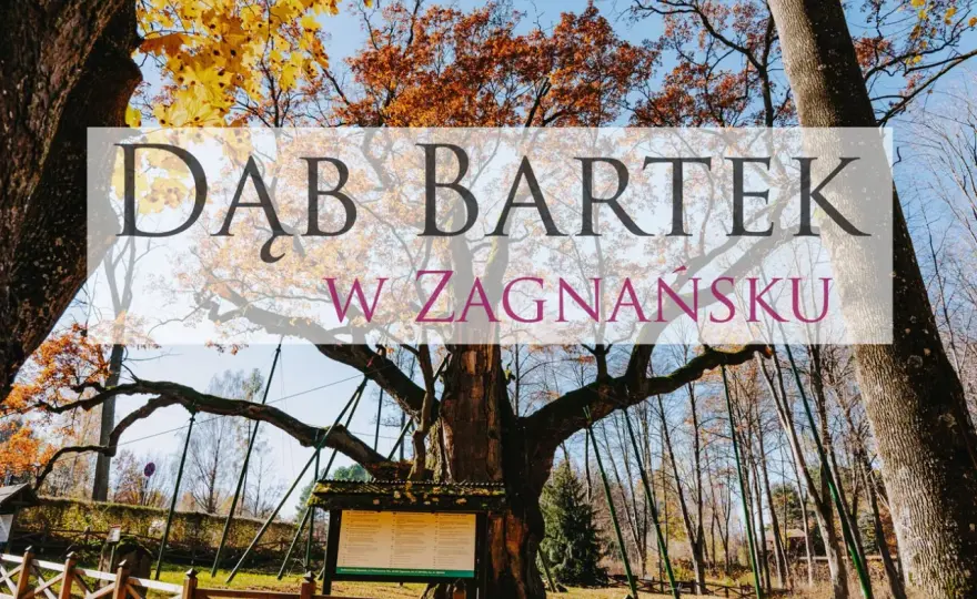 Dąb Bartek w Zagnańsku - Gdzie jest i jak zaplanować wizytę?