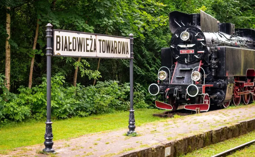 Białowieski Park Narodowy - Jak zwiedzać i co zobaczyć?