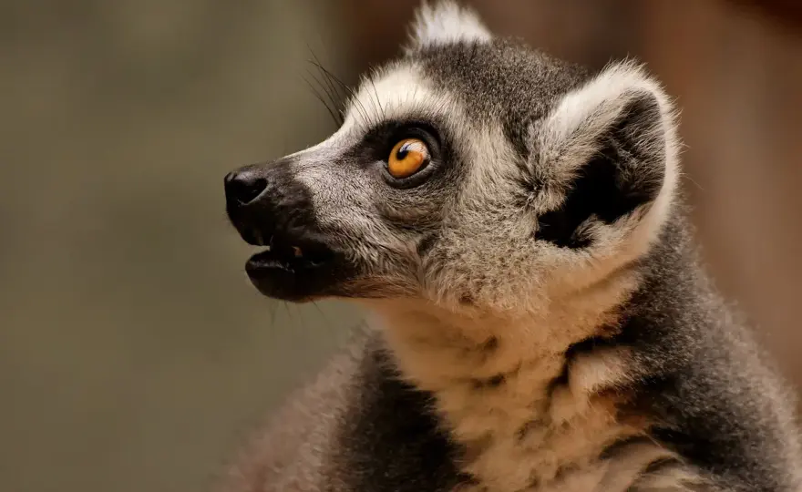 Zoo w Polsce - Ranking, ceny i porady. Wybierz idealne!