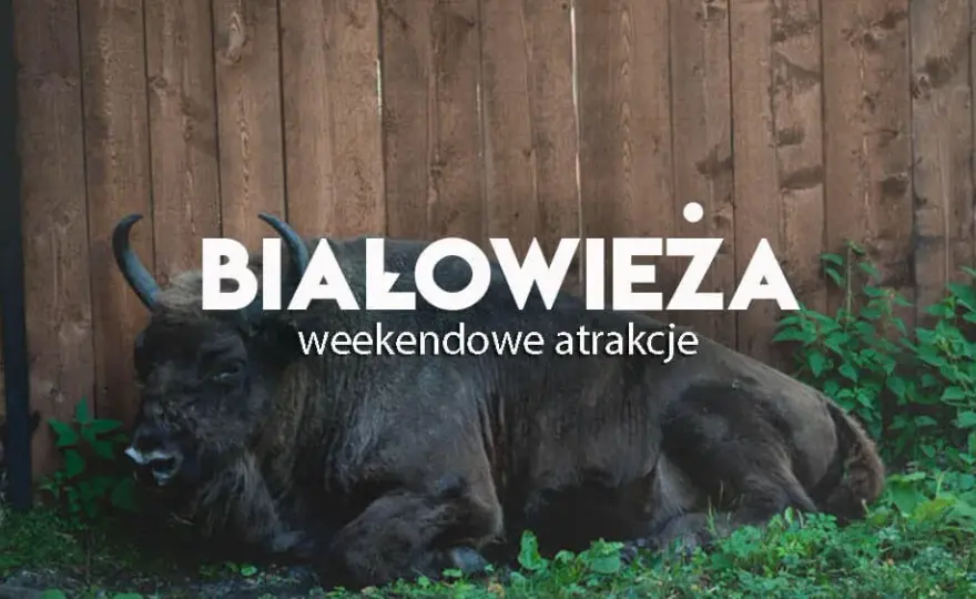 Białowieża atrakcje turystyczne, które zaskoczą każdego turystę