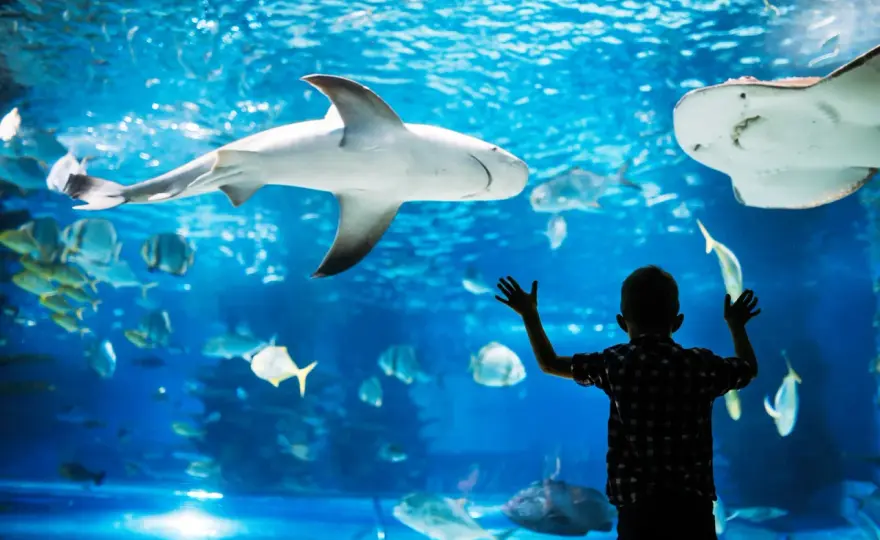 Oceanarium Gdańsk - Nautilus czy Akwarium? Plan wyjazdu