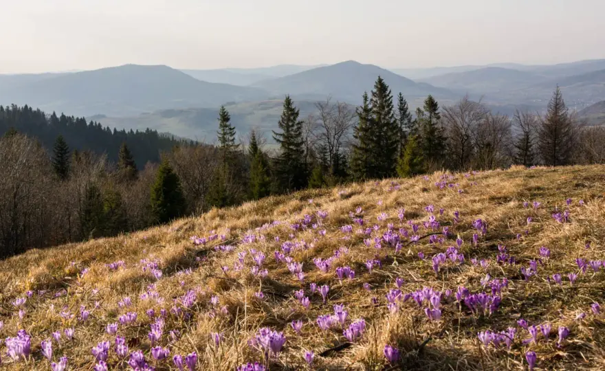 Turbacz - szlaki. Jak wybrać najlepszą trasę w Gorcach?