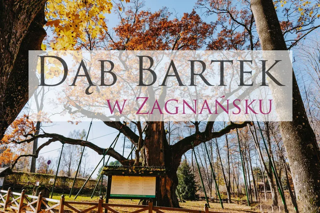 Dąb Bartek w Zagnańsku, majestatyczne drzewo w jesiennej szacie, otoczone drewnianym ogrodzeniem i tablicami informacyjnymi.