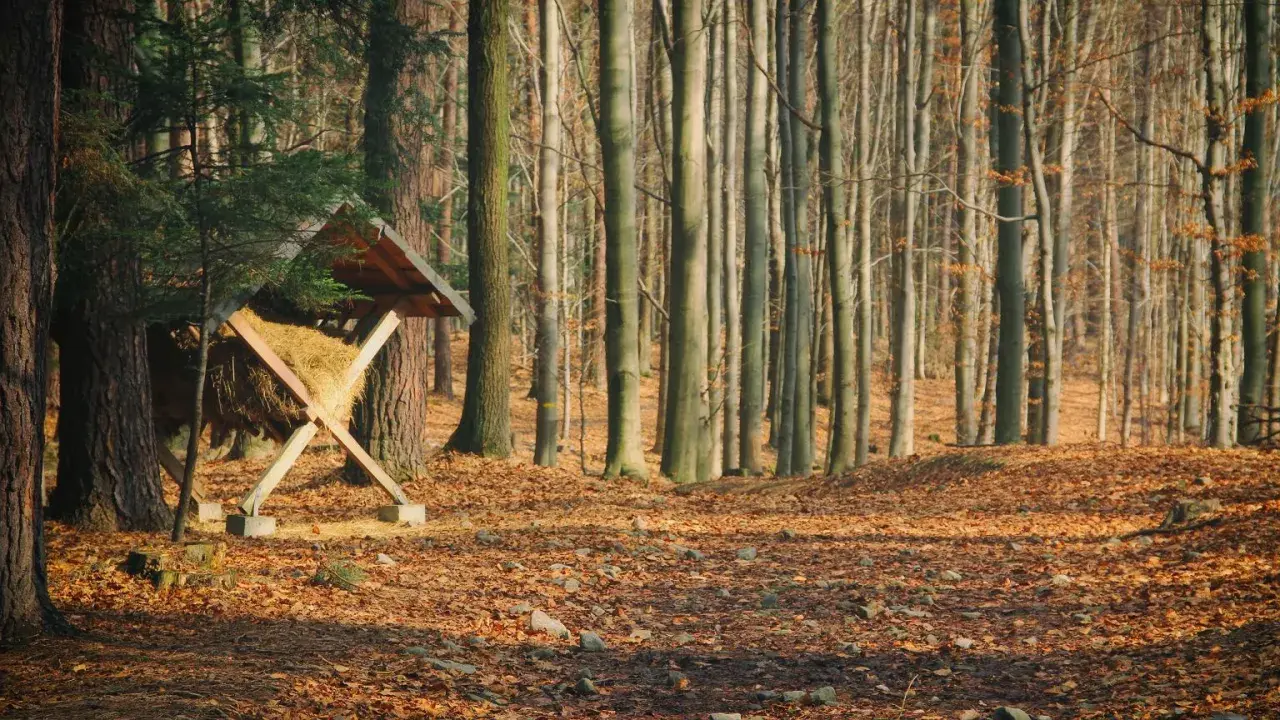 Jesienny las Bronaczowa, paśnik dla zwierząt wśród drzew i opadłych liści.