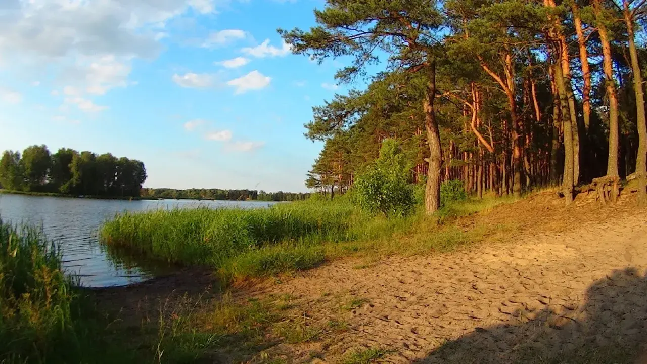 Sielpia jezioro otoczone lasem sosnowym i piaszczystą plażą. Woda spokojna, niebo błękitne z białymi chmurami.