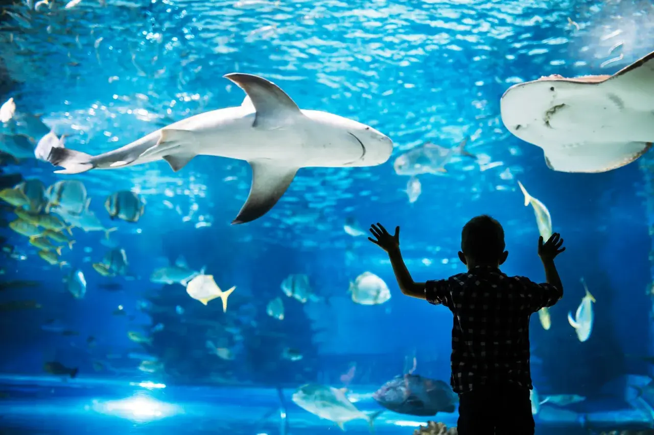 Chłopiec z zachwytem obserwuje rekina i płaszczki w Oceanarium Gdańsk. Niezapomniane atrakcje dla całej rodziny.