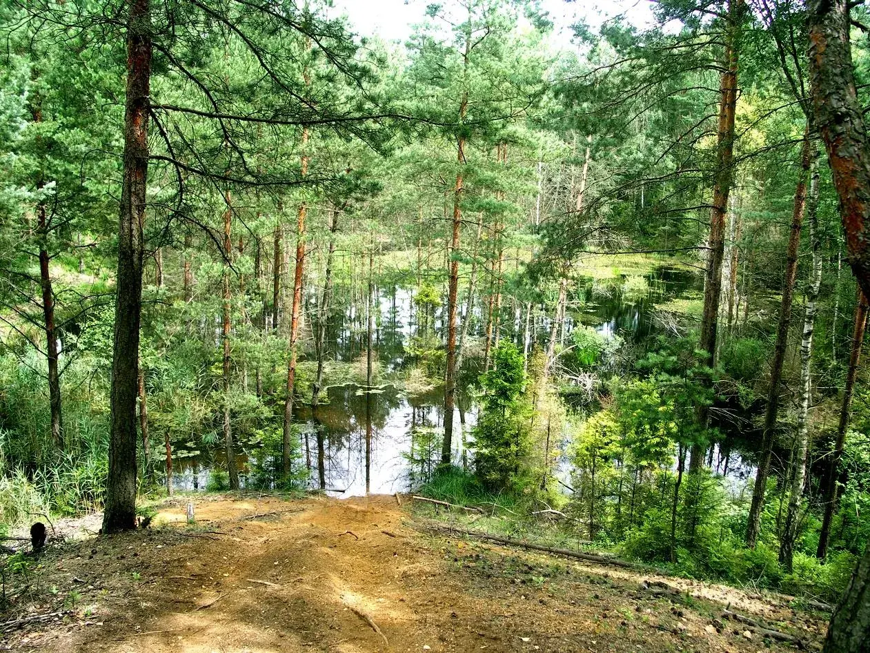 Leśne jezioro, dawna kopalnia bibiela, otoczone sosnami i zielenią. Woda odbija drzewa, tworząc malowniczy krajobraz.