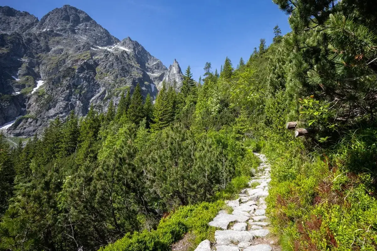 Kamienista ścieżka wije się przez zielony las, prowadząc w stronę skalistych szczytów Tatr. Idealne tatry szlaki dla średnio zaawansowanych.