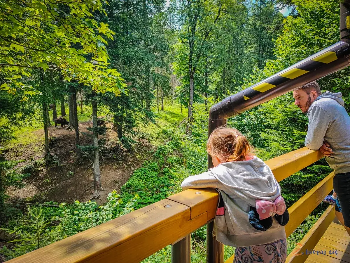 Gdzie jechać na weekend na Podkarpaciu? Rodzina obserwuje żubry w lesie. Idealne miejsce na wycieczkę!