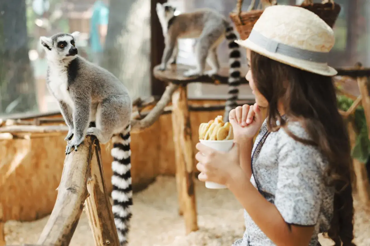Wesoła wycieczka z dzieckiem na Śląsk do zoo. Lemur obserwuje dziewczynkę z lodami.