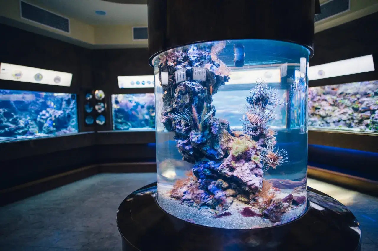 Oceanarium Gdańsk atrakcje: w centralnym akwarium pływają skrzydlice, w tle inne zbiorniki z morskimi stworzeniami.