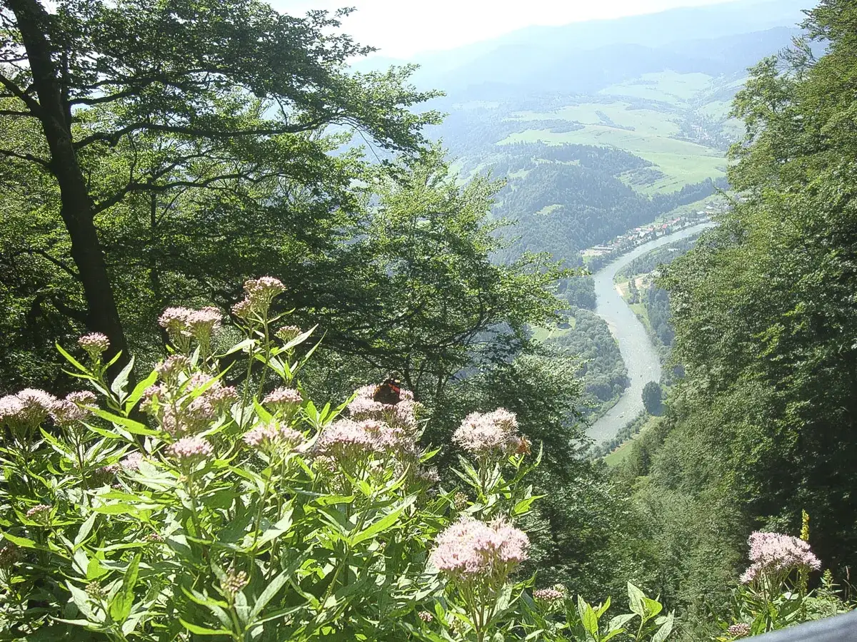 Kwiaty na tle doliny z rzeką. Motyl przysiadł na kwiecie, jakby odpoczywał na szlaku sokolica.